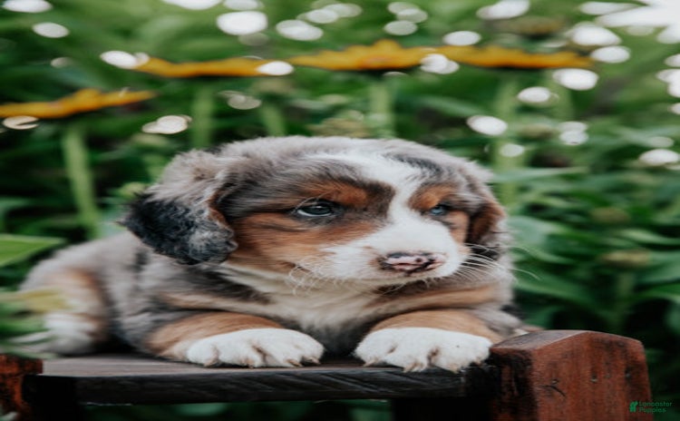 Mini Bernedoodle dogs for sale - Ad 5