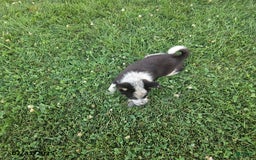Border Collie dogs for sale: Sammy - Image 3