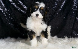 Cavapoo dogs for sale: Ash - Image 1