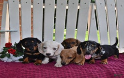 Miniature Dachshund dogs for sale: Mickey - Image 4