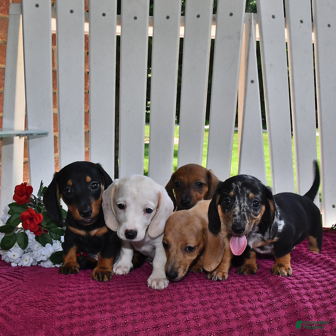 Miniature Dachshund dogs for sale: Mickey - Image 4