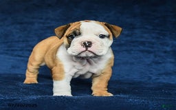 English Bulldog dogs for sale: Mary - Image 5