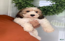 Cavachon dogs for sale: Cooper - Image 5