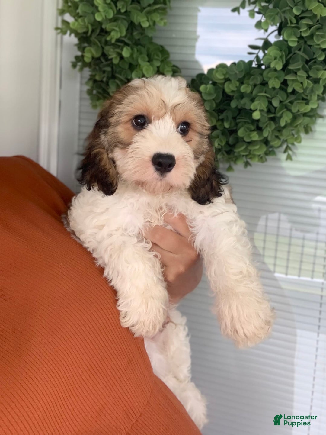 Cavachon dogs for sale: Cooper - Image 5