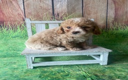 Mini Goldendoodle dogs for sale: Lani - Image 12