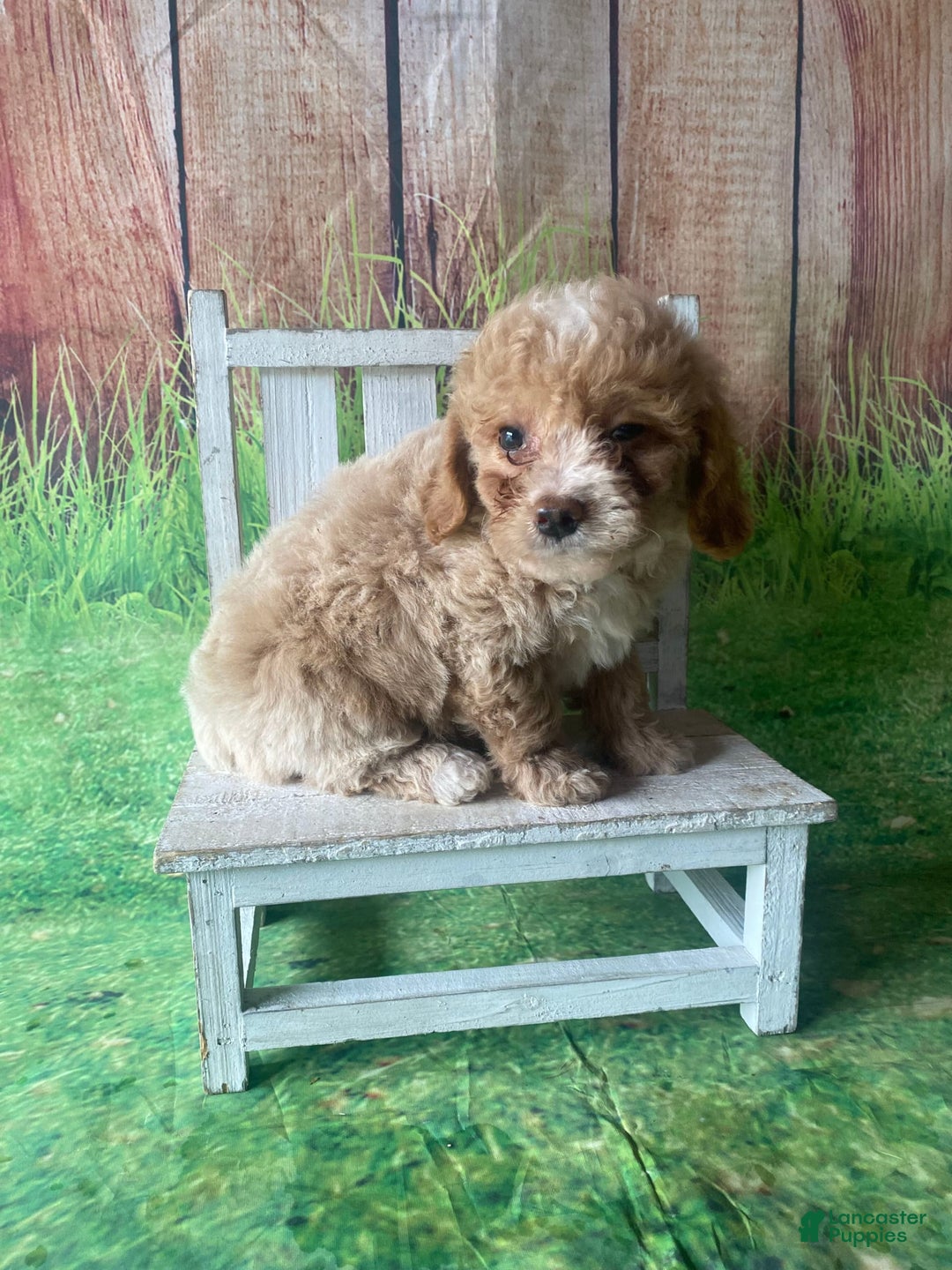 Mini Goldendoodle dogs for sale: Lani - Image 12