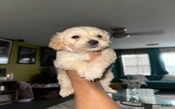 Maltipoo dogs for sale: Zumba - Image 2