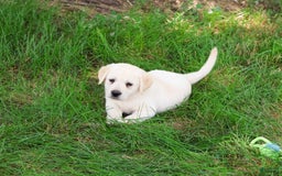 Labrador Retriever dogs for sale: Labrador Retriever 8 puppies - Image 5