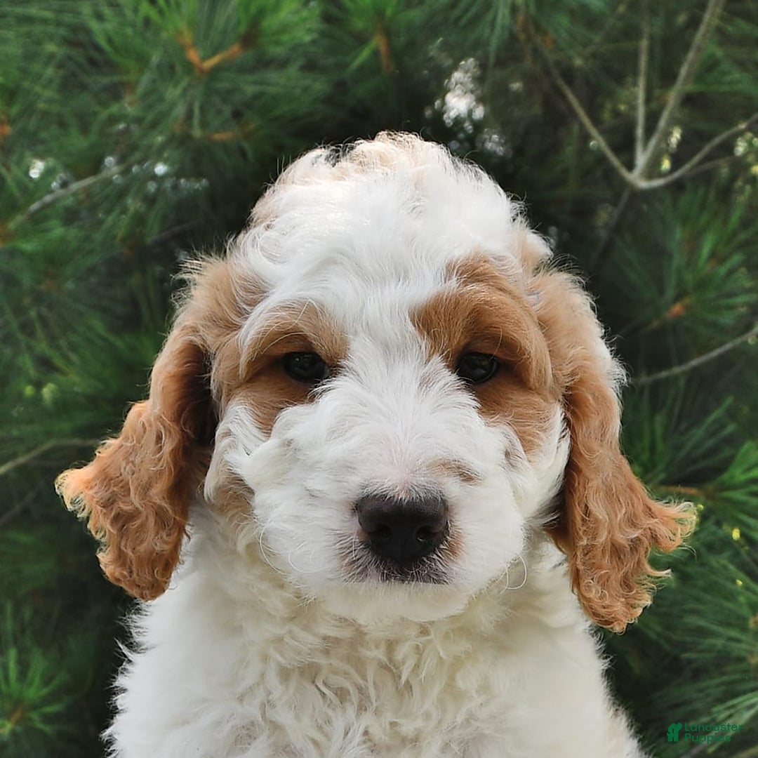 Mini Goldendoodle dogs for sale: Dallas - Image 15