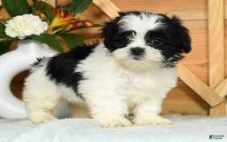 Teddy Bear dogs for sale: Summer - Image 3