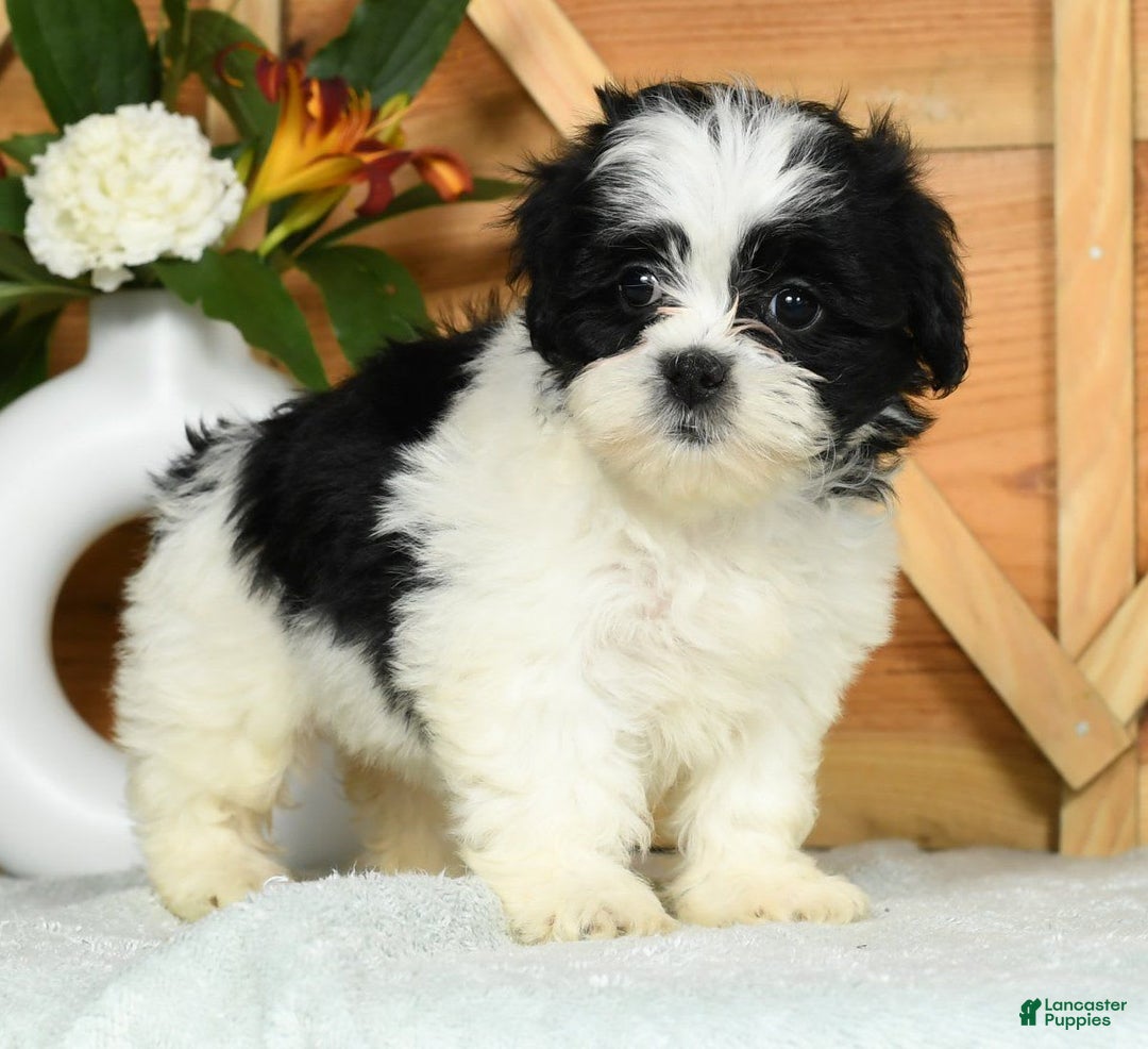 Teddy Bear dogs for sale: Summer - Image 3