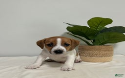 Jack Russell Terrier dogs for sale: Jasper - Image 3