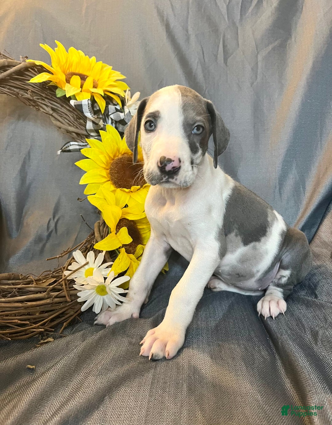 Great Dane dogs for sale: Sally Akc Harlequin - Image 4