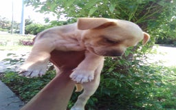 Chihuahua dogs for sale: Fatty - Image 2
