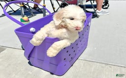Newfypoo dogs for sale: Captain America - Image 2