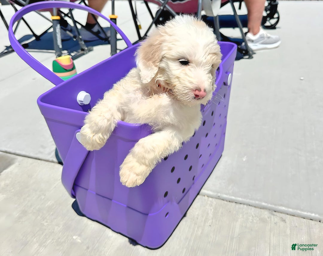 Newfypoo dogs for sale: Captain America - Image 2