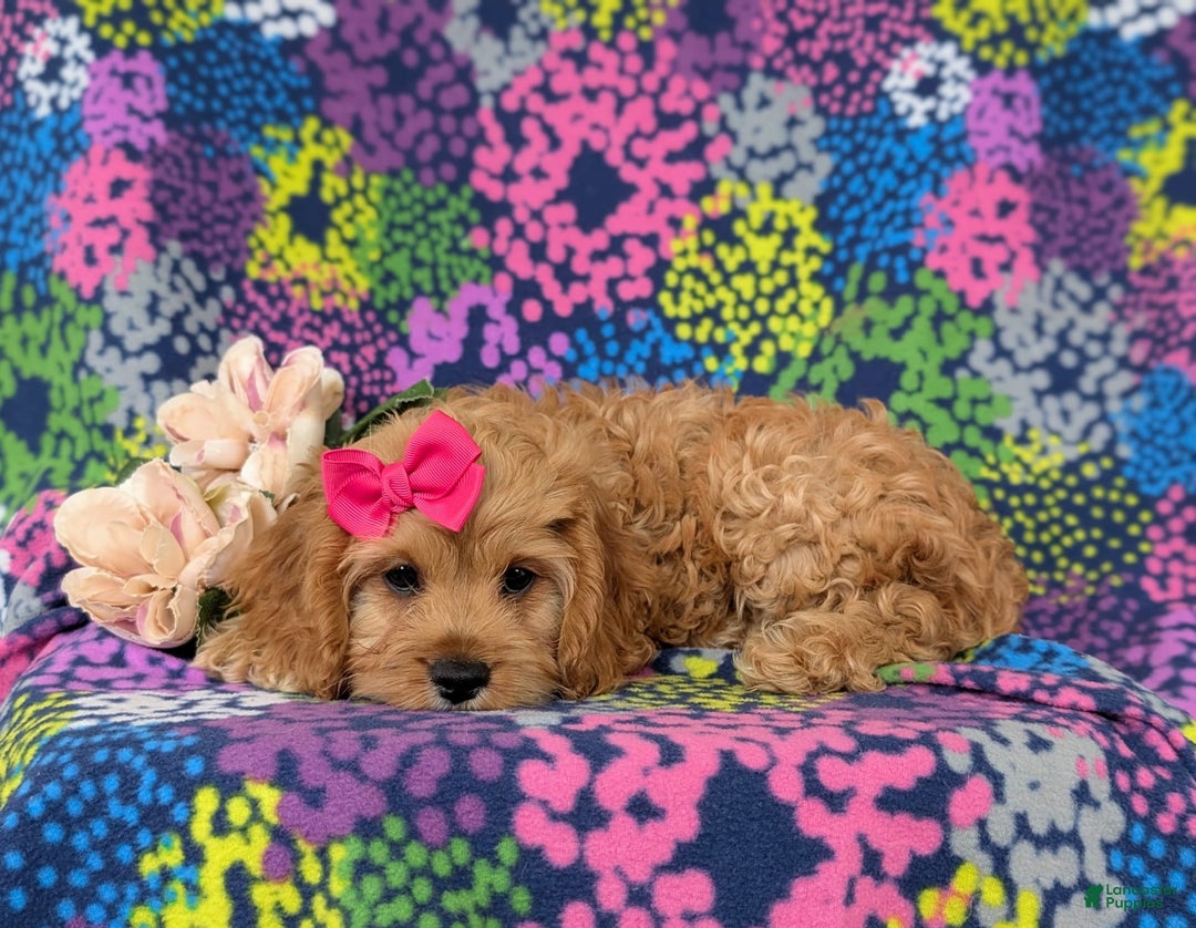 Cockapoo dogs for sale: Ella - Image 13