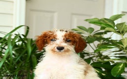 Mini Goldendoodle dogs for sale: Ginger - Image 15