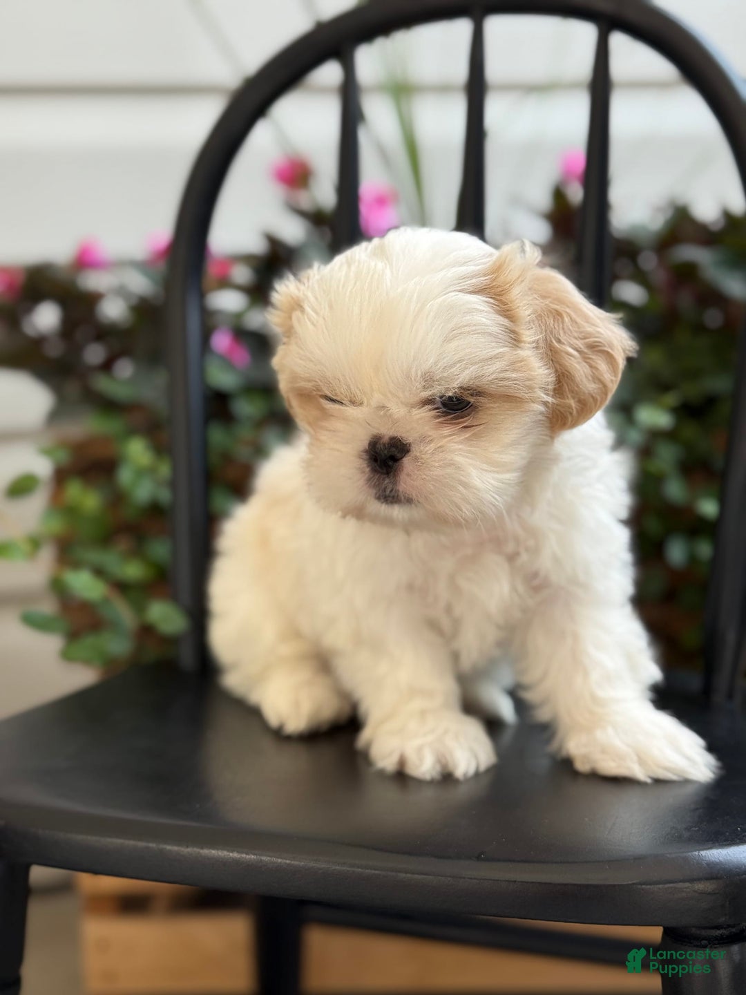 Shih Tzu dogs for sale: Larson - Image 8