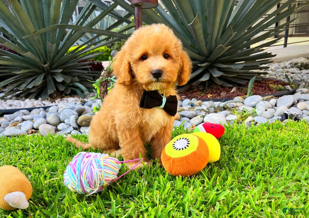 Maltipoo dogs for sale: Chopin - Image 1