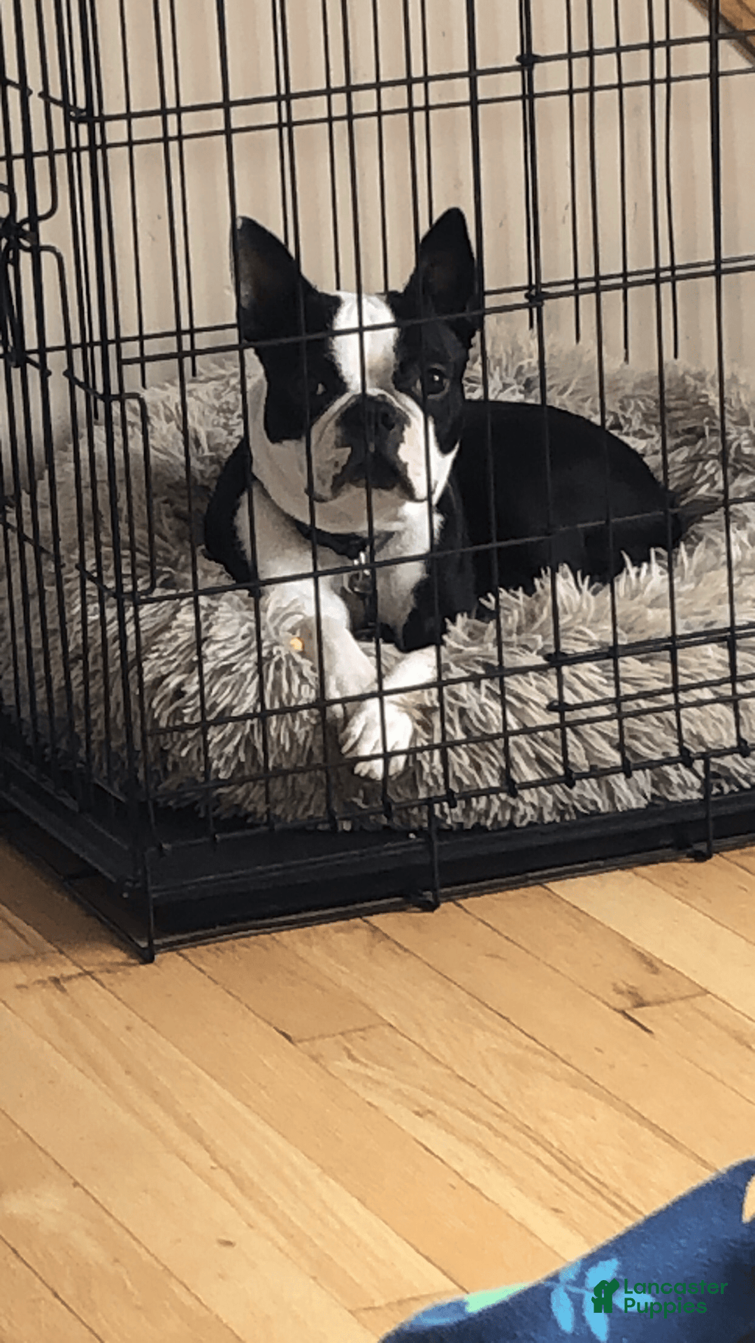 Boston Terrier dogs for sale: Hope - Image 6