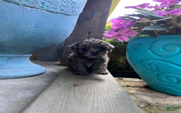 Cavapoo dogs for sale: Riley - Image 6