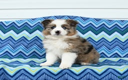 Miniature Australian Shepherd dogs for sale: Blue Eyes - Image 2