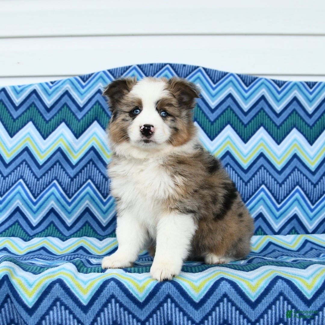 Miniature Australian Shepherd dogs for sale: Blue Eyes - Image 2