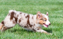 Australian Shepherd dogs for sale: Penny - Image 7
