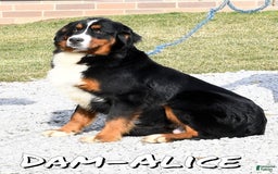 Bernese Mountain Dog dogs for sale: Ronald - Image 11