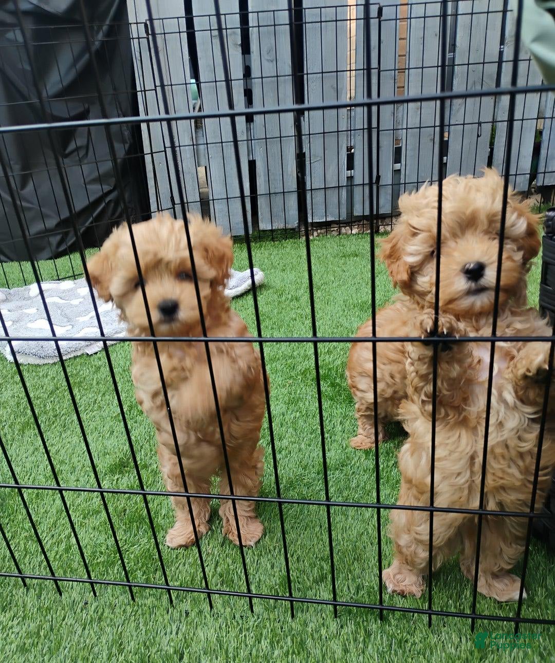 Maltipoo dogs for sale: Andy - Image 4