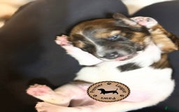 Miniature Dachshund dogs for sale: Rocky - Image 4
