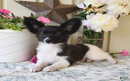Papillon dogs for sale: Mitch - Image 15