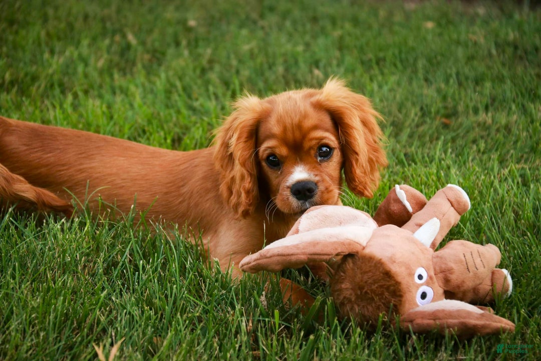 Cavalier King Charles Spaniel dogs for sale: Clifford - Image 30