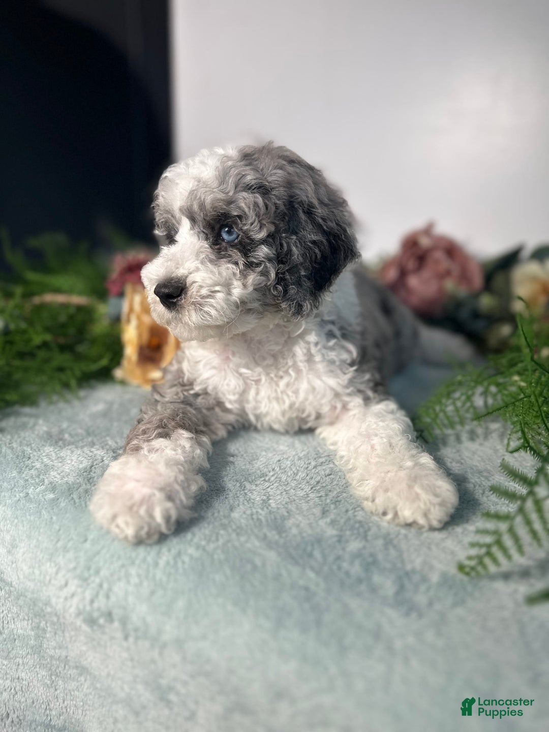 Mini Bernedoodle dogs for sale: Pearl - Image 4