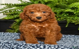 Miniature Poodle dogs for sale: Zinc - Image 5