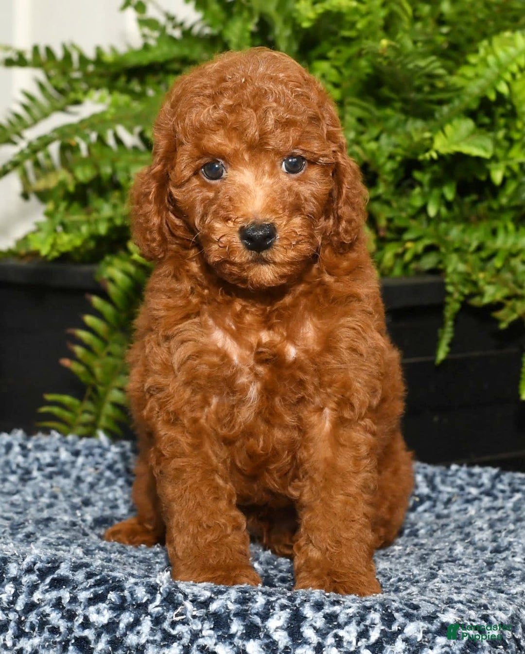 Miniature Poodle dogs for sale: Zinc - Image 5