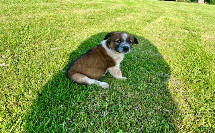 Border Collie dogs for sale - Ad 1