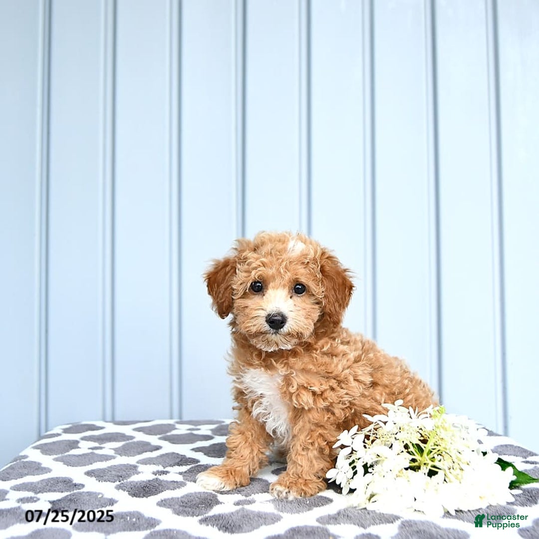 Toy Poodle dogs for sale: Kai - Image 8