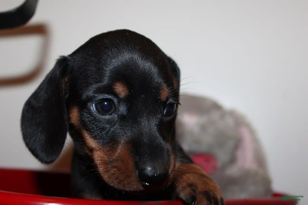 Dachshund dogs for sale: Raven Girl 2 - Image 1