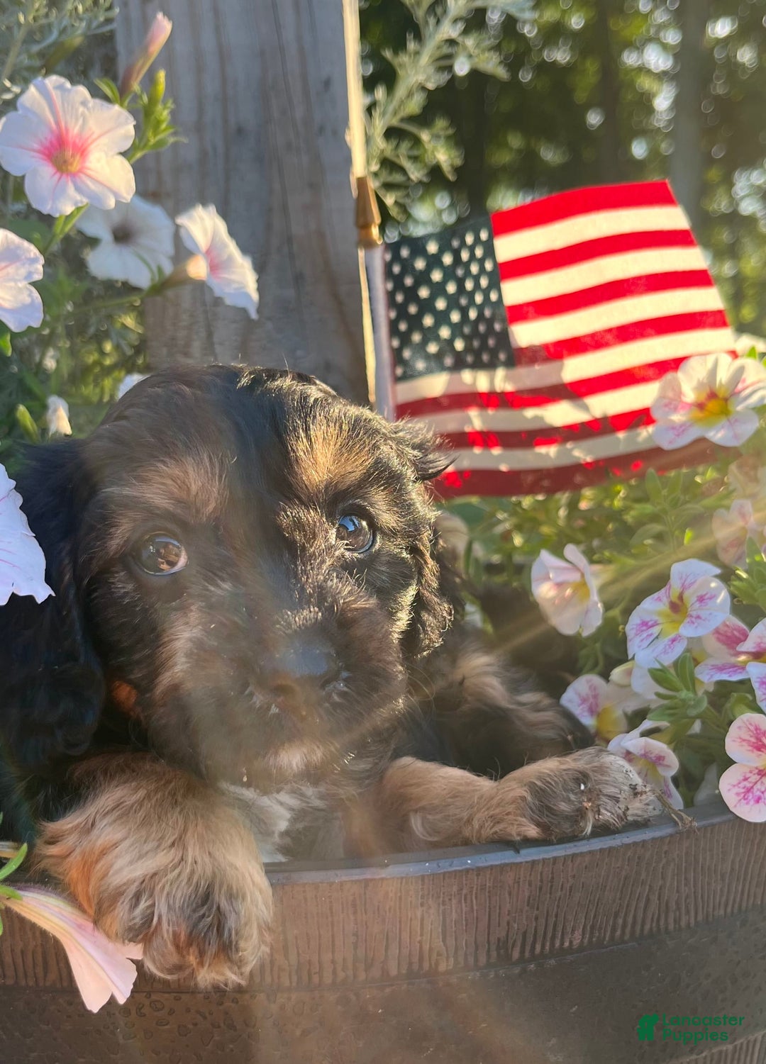 Cavapoo dogs for sale: Lads - Image 5