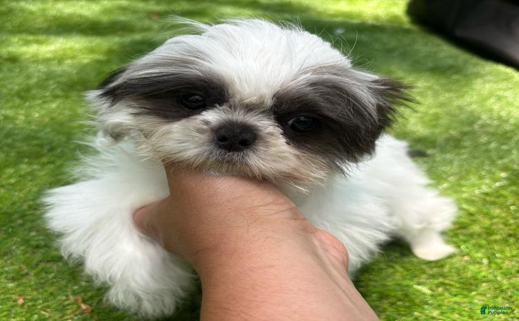 Teddy Bear dogs for sale - Ad 1