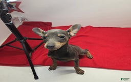 Miniature Pinscher dogs for sale: Squeaks - Image 4