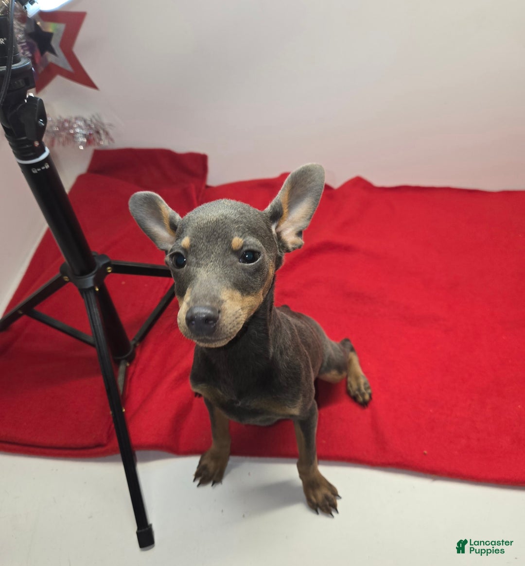 Miniature Pinscher dogs for sale: Squeaks - Image 4
