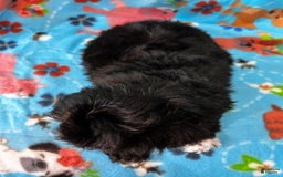 Shihpoo dogs for sale: Duke - Image 3