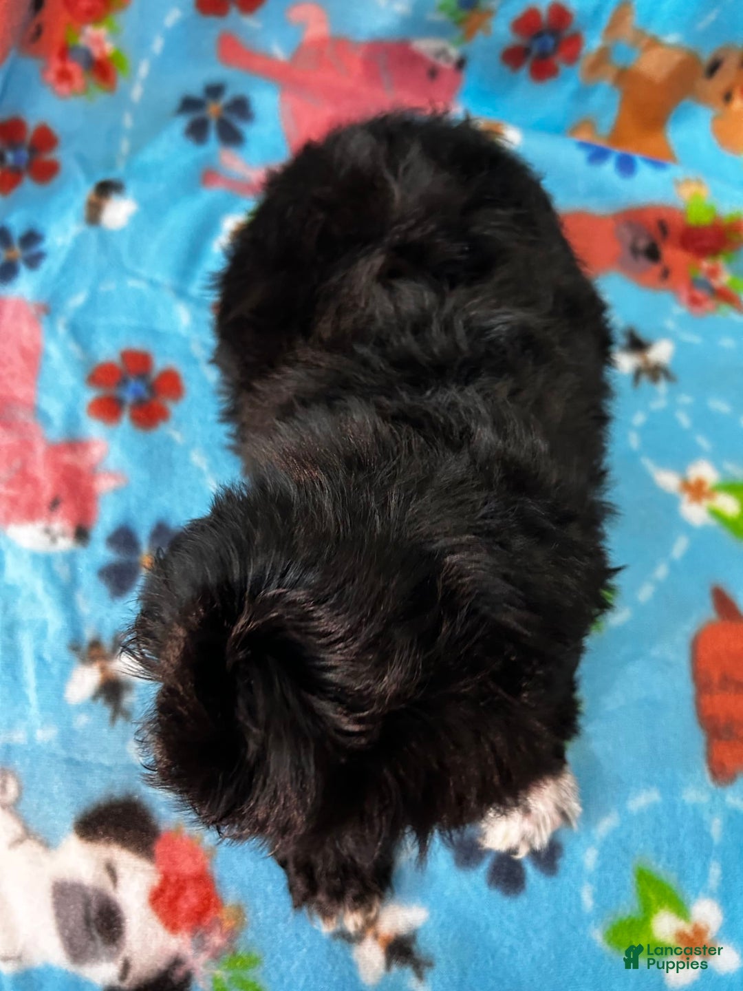 Shihpoo dogs for sale: Duke - Image 3