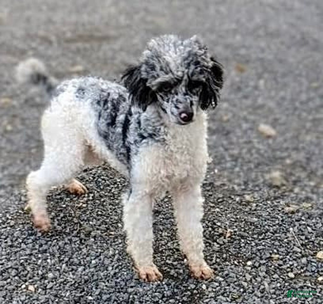 Mini Goldendoodle dogs for sale: Ms. Macy - Image 11