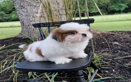 Shih Tzu dogs for sale: Timber - Image 2