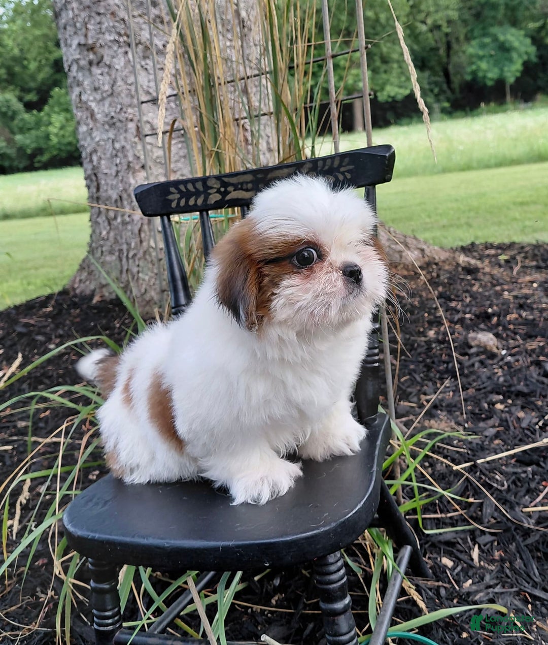 Shih Tzu dogs for sale: Timber - Image 2