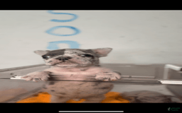 French Bulldog dogs for sale: Peezy - Image 2